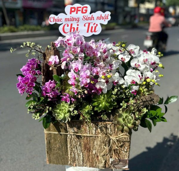 Lan Hồ Điệp - Phúc Hoa Như Ý