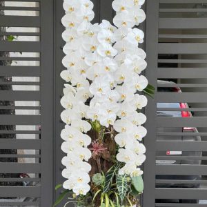 Lan Hồ Điệp - Bạch Vân Vượng Khí