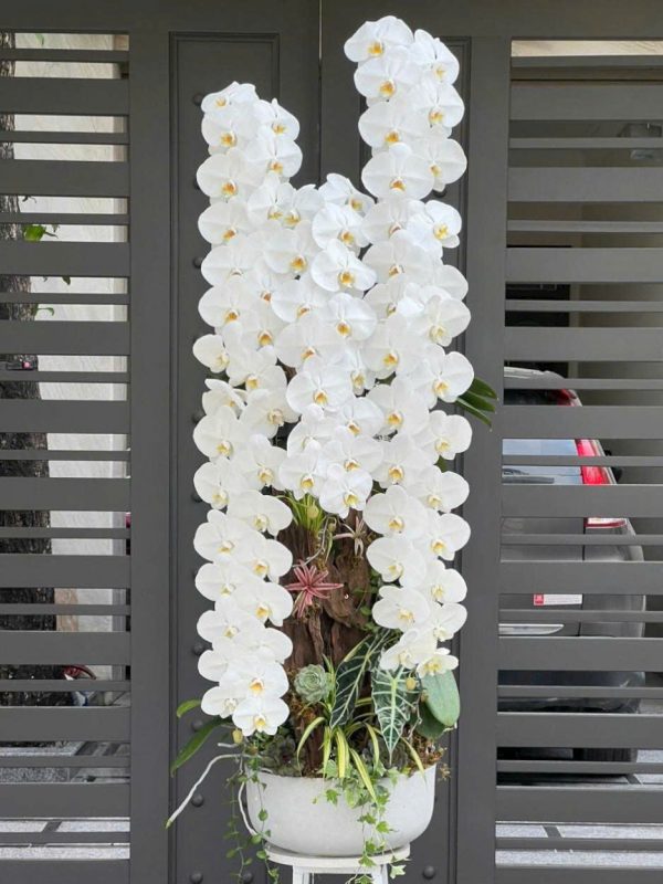 Lan Hồ Điệp - Bạch Vân Vượng Khí