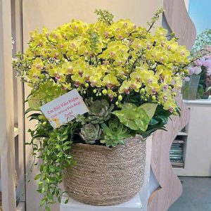 Lan Hồ Điệp - Hoàng Ân May Mắn