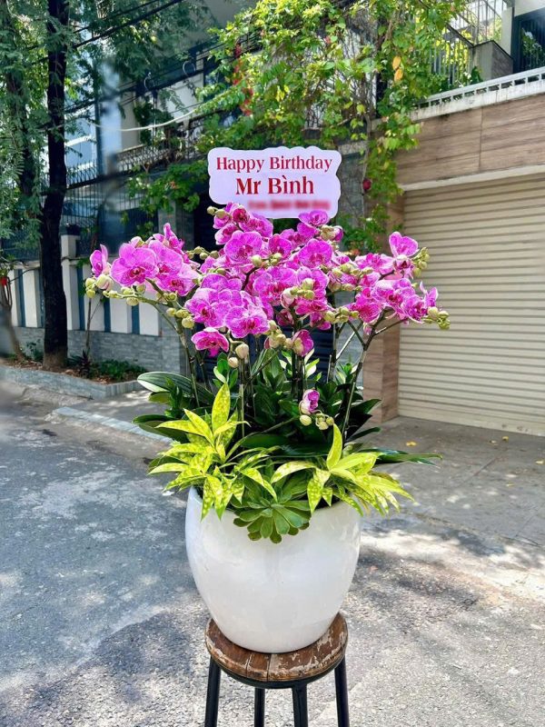 Lan Hồ Điệp - Kim Hoàng Vạn Sự
