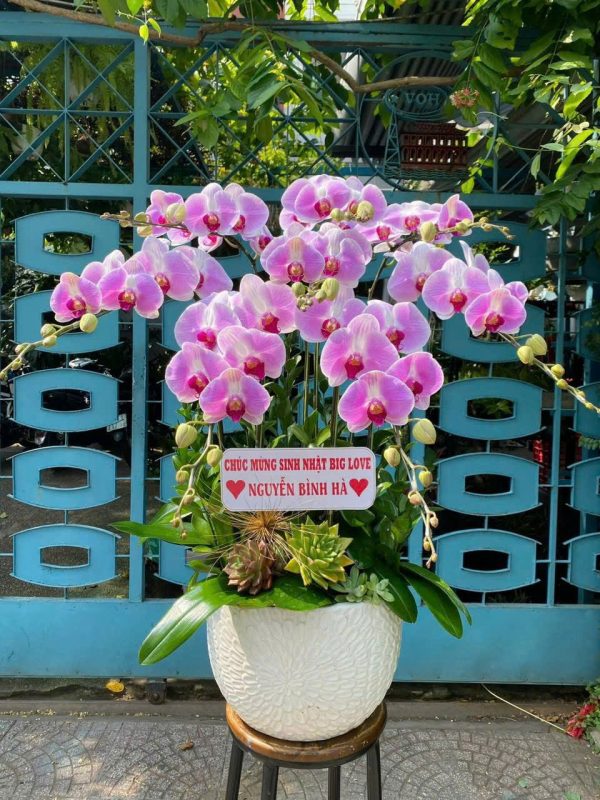 Lan Hồ Điệp - Lộc Ngọc Khai Hoa