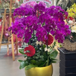 Lan Hồ Điệp - Hồng Lộc Vạn Niên