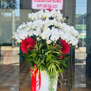 Lan Hồ Điệp - Bạch Ngân Khởi Sắc