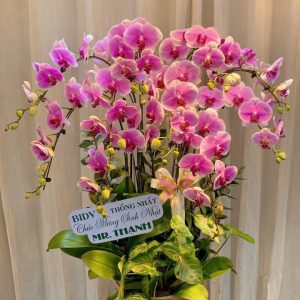 Lan Hồ Điệp - Xuân Hồng Vinh Hiển