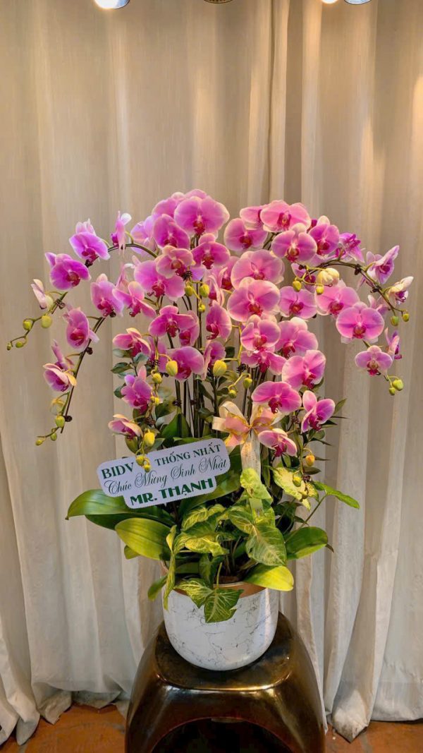 Lan Hồ Điệp - Xuân Hồng Vinh Hiển