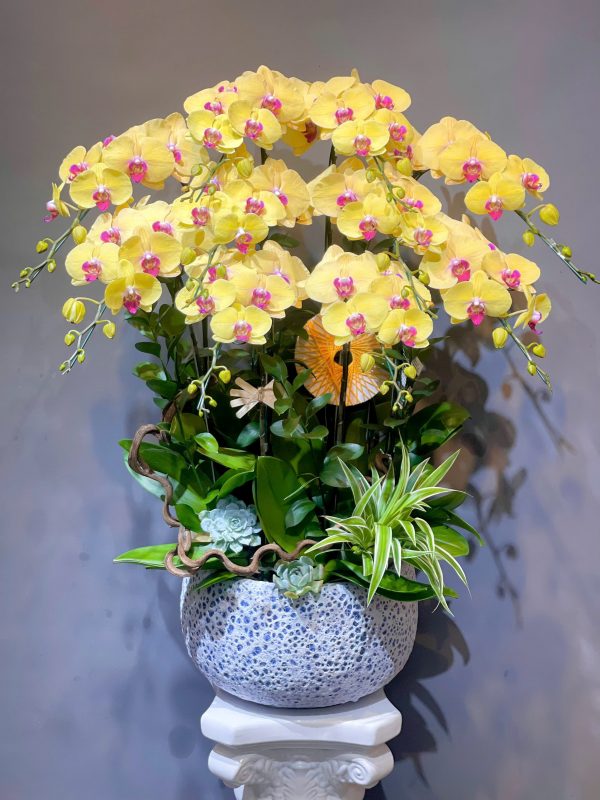 Lan Hồ Điệp - Phúc Lan Viên Mãn
